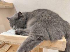 -逗柴咖啡屋·狗咖猫咖宠物桌游