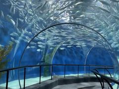 -上海海洋水族馆