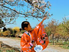 -天适樱花悠乐园
