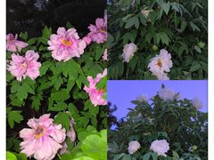 -玄武湖景区-情侣园游乐场