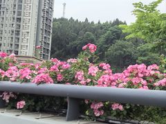 -张师傅烧烤(CBD店)