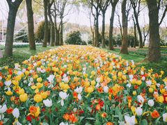 -上海鲜花港