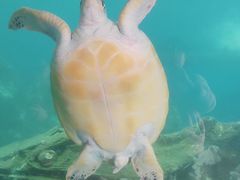 -广东惠东海龟国家级自然保护区