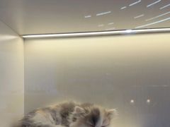 -小猫来了·猫咪专售(红山六九七九店)