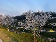 -羊山湖公园