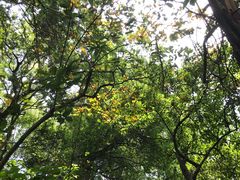 -火炉山森林公园