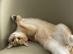 -猫大福·Fortune Cat猫舍(百子湾店)
