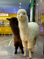 点击看大图 -神奇动物撸宠馆·羊驼·小浣熊·异宠(豫园店)
