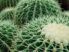 -中国科学院华南植物园