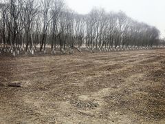 -西青郊野公园