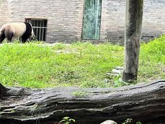 -都江堰中华大熊猫苑
