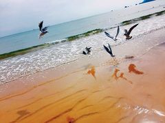 -海云台海滩