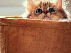 -好伦哥(温都水城店)