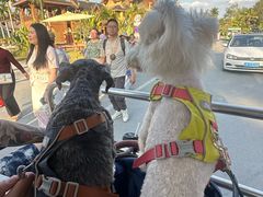 -西双版纳傣族园