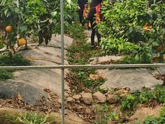 -武汉世外桃源农庄