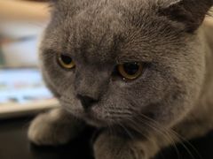 -猫小院猫主题咖啡厅(北锣店)
