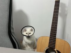 -创凡宠物医院·骨专科  猫科中心(西乡分院)