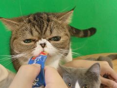 -李小姐の猫咖啡馆(五角场店)