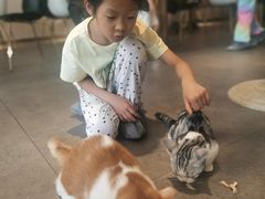 -飞行喵MR PILOT|猫舍·猫咖(静安大融城店)