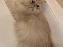 -飞行喵MR PILOT|猫舍·猫咖(静安大融城店)