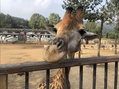 -大连森林动物园