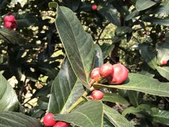 -华南国家植物园-售票处