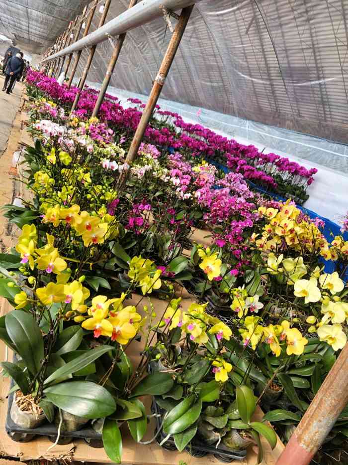 南井花卉-"南井花市在沈阳市浑南区沈李线的路上,距离.