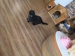 -猫的茶·猫咖