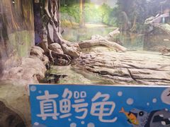 -正佳雨林生态植物园