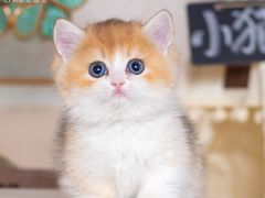 -小猫来了·猫舍(红山六九七九店)