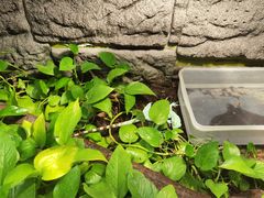 -上海大自然野生昆虫馆(东方明珠·爬宠昆虫探索中心)