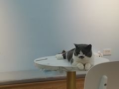 -喵宠乐园·撸猫互动·猫舍