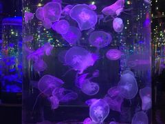 -石家庄海洋公园