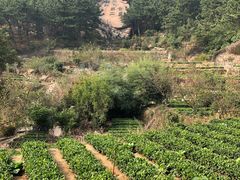 -青岛崂山太清宫