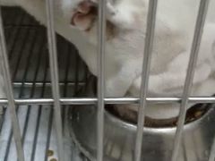 -艾贝尔宠物诊疗