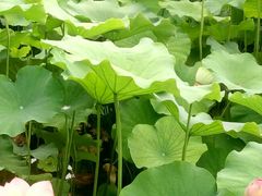 -四川大学(华西校区)