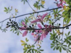 -曼听御花园