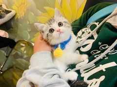 -欣宠猫屋·矮脚拿破仑·蓝金金渐层