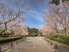 -武汉大学-樱园