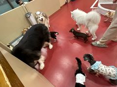 -和它·交个朋友·狗咖猫咖(爱琴海店)