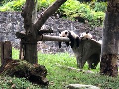-都江堰中华大熊猫苑