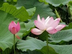 -荷塘月色湿地公园·向阳花洲