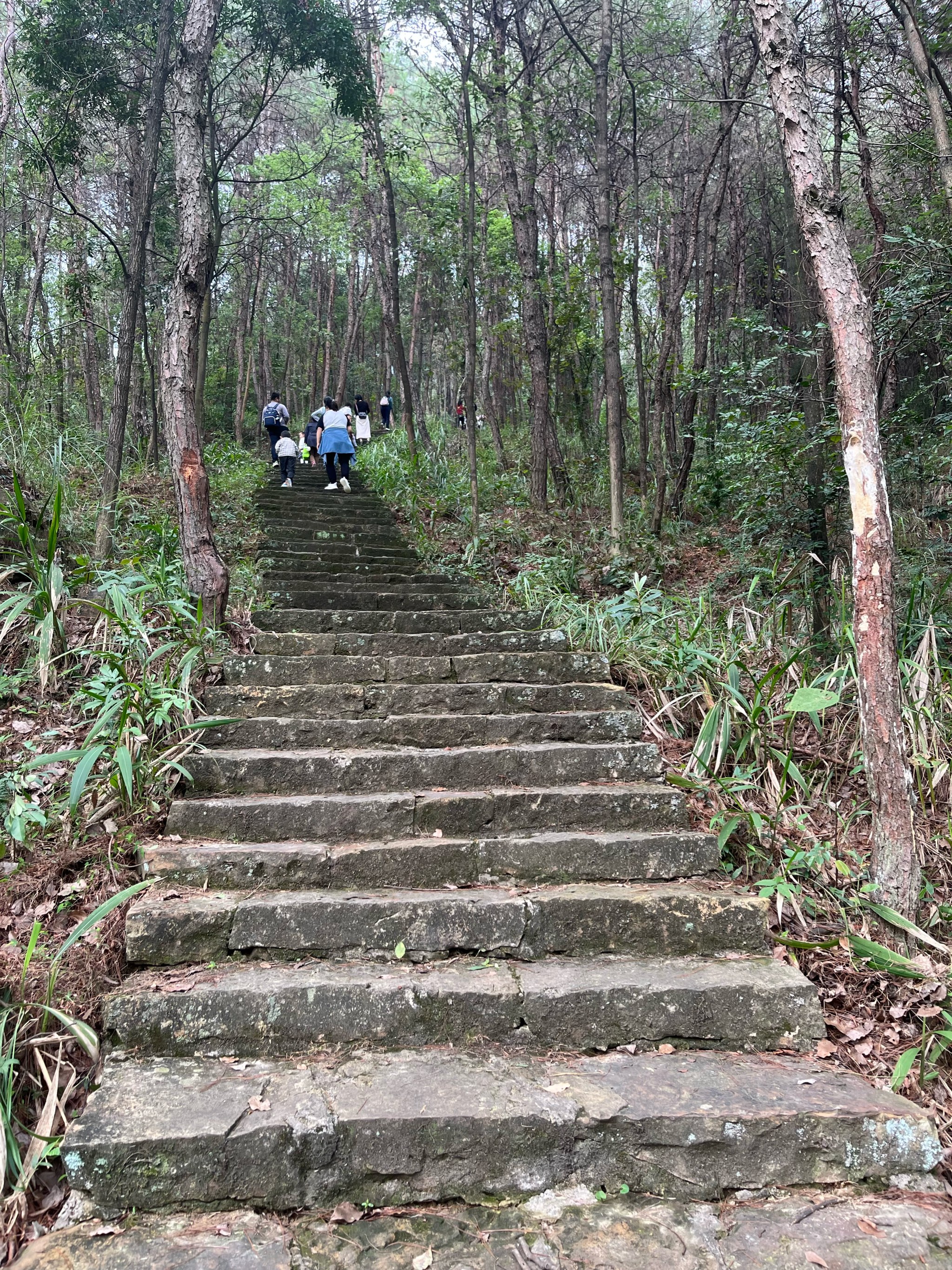 鹿寨山公园环山路图片