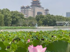 -莲花池公园