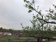 -秀丽东方