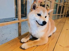 -逗柴咖啡屋·狗咖猫咖宠物桌游