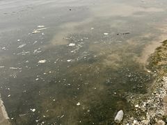 -碧海金沙