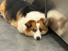 -老四川平头酸菜鱼(衙前店)