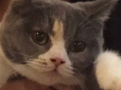 -猫爷宠物生活馆·撸猫馆