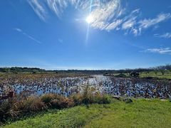 -上海海湾国家森林公园